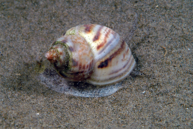 Nassarius mutabilis